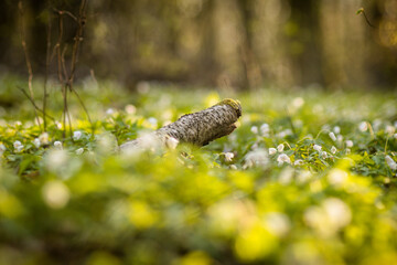 Meadow in the forest covered with blooming spring flowers, in warm sunset light. Selective focus. 