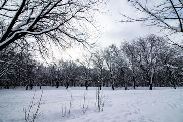 Snowy white forest, without human, white trees and mysterious atmosphere, calm and tranquility, horizontal image