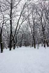 Row of snow-covered arched trees, winter white landscape in a park in Montreal, landscape and natural light, vertical portrait image