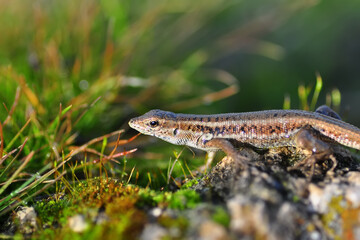 Closeup  Beautiful lizard in the garden