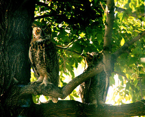 Obraz premium Owl Couple