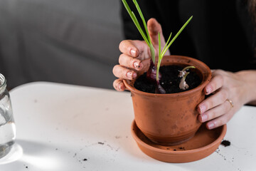 Young millennial woman planting onion herbs at home in a pot. Home gardening hobby. Zero waste sustainable lifestyle. Healthy clean food