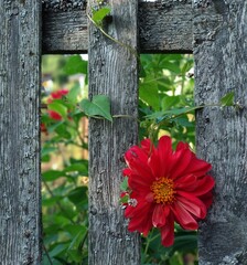 red dahlia on a wooden fence for natural background