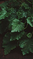 green leaf in the rain. ornamental plant