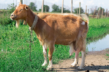 Domestic red goat standing on village countryside pasture land feeding on grass