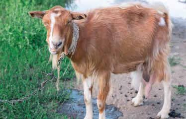 Adult domestic red goat standing on village road in countryside pasture land feeding on grass
