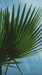 Fan palm on the background. Green leaf. Ornamental plant