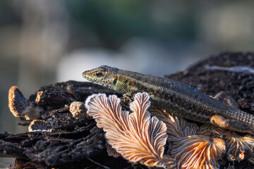Closeup  Beautiful lizard in the garden