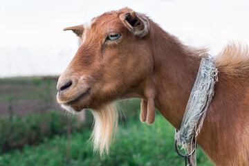 Obraz premium Close-up of smiling adult domestic red goat head at countryside green grass pasture land