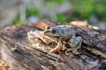 Beautiful  Green  frog in natural background      
