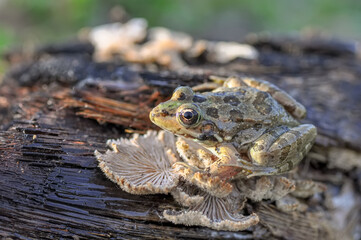 Beautiful  Green  frog in natural background      