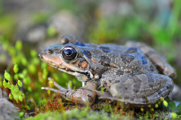 Beautiful  Green  frog in natural background      
