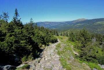 Mountain trail in the Karkonosze Mountains in spring. A rocky path among the trees