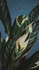 Naklejka na ściany i meble Ctenanthe setosa. Calathea. Ornamental tropical plant with green leaves with lines.