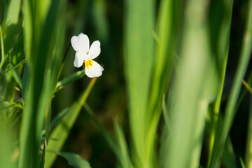 bratek polny wśród zielonych zbóż i chwastów © Andrzej Michaluk