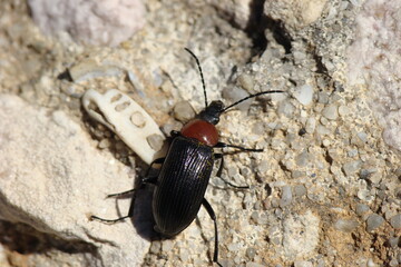 Darkling Beetle (Heliotaurus ruficollis)