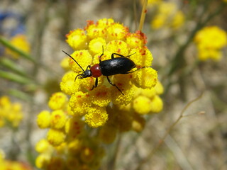 Darkling Beetle (Heliotaurus ruficollis)