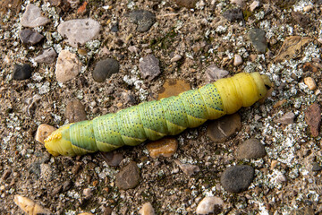 Green and Yellow Caterpillar on a stone