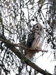 wild long eared owl perched on tree