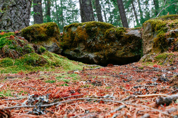 moss covered rocks