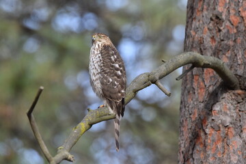 Hawk on a branch. 
