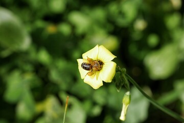 Pequeña abeja cargada de polen trabajando duro en una flor amarilla