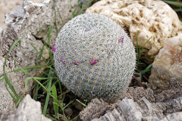 Cactus con pequeñas flores lilas