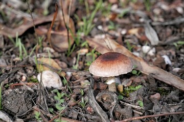 Pequeña seta rodeada de ramas en invierno