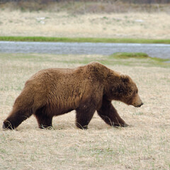 Obraz premium brown bear in the Halo Bay, Katmai National Park, Alaska