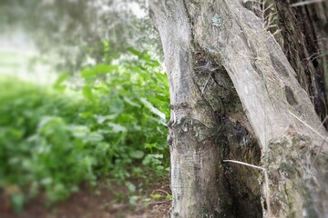 Viejo arbol centenario de olivo con tela de arañas
