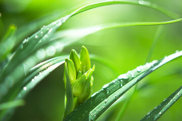 lily leaves and bud withs drops of water after spring raining - close up, fresh and sunny garden background
