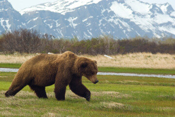 Alaskan Brown bear feeds beside stream below  mountain peaks in a meadow, in Katmai National Park