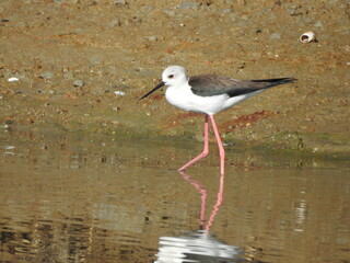 Black-winged Stilt (Himantopus himantopus) 