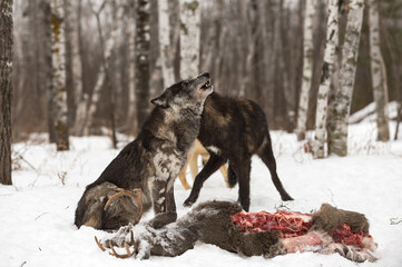 Black-Phase (Canis lupus) Raises Head to Howl Over White-Tail Deer Carcass Winter
