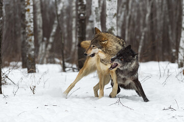 Fototapeta na wymiar Black-Phase (Canis lupus) Conflicts With Pack Member Winter
