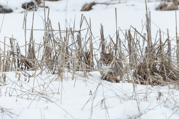 Bobcat (Lynx rufus) Crouches Hidden in Weeds Winter