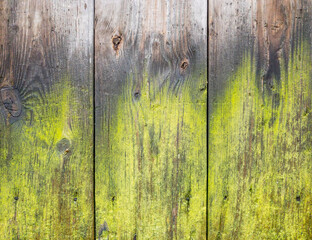 green wood background covered with green moss 