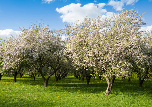 Blooming apple garden in sunny day