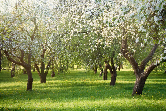 Blooming apple orchard on sunny day