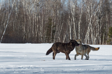 Black-Phase and Grey Wolf (Canis lupus) Meet in Snowy Field Winter