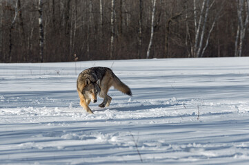 Fototapeta na wymiar Grey Wolf (Canis lupus) Turns Kicking Up Snow in Field Winter