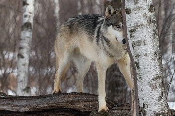 Grey Wolf (Canis lupus) Partially Hidden Behind Birch Tree Winter