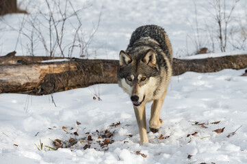 Grey Wolf (Canis lupus) Steps Forward From Log Winter