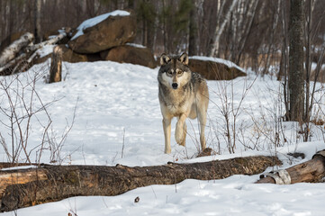 Grey Wolf (Canis lupus) Looks Out Behind Log Paw Up Winter