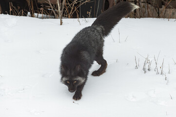 Silver Fox (Vulpes vulpes) Walks Forward Down Embankment Winter