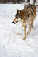 Grey Wolf (Canis lupus) Steps Foward Looking Left Winter