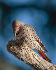 A northern flicker rests on a perch in Wyoming.