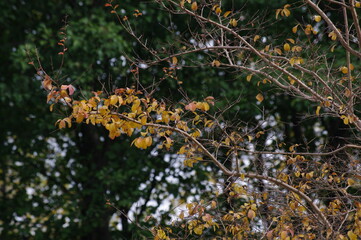 Yellowing of tree leaves and the beginning of autumn.