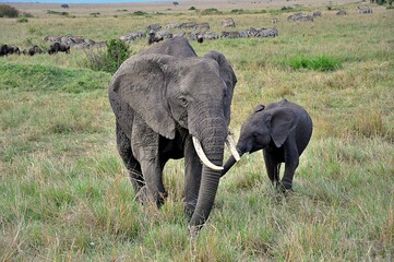 Słonie afrykańskie (Loxodonta africana) - samica z młodym. W tle widoczne zebry i antylopy gnu. Rezerwat Masai Mara (Kenia) © Lancan