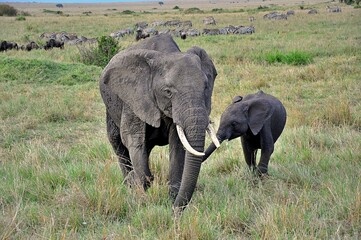 Słonie afrykańskie (Loxodonta africana) - samica z młodym. W tle widoczne zebry i antylopy gnu. Rezerwat Masai Mara (Kenia)